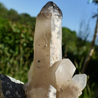Brandberg Quartz Black Phantom Sceptre Cluster
