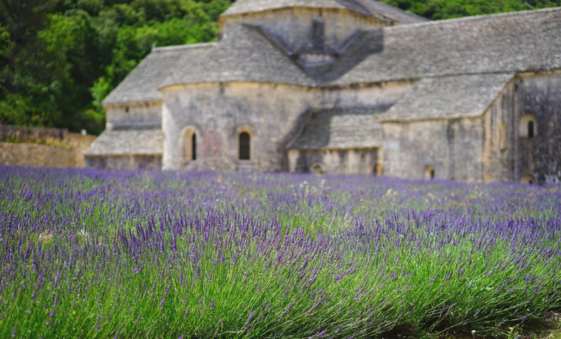 Organic French Lavender Incense Sticks - Double Strength Temple Grade