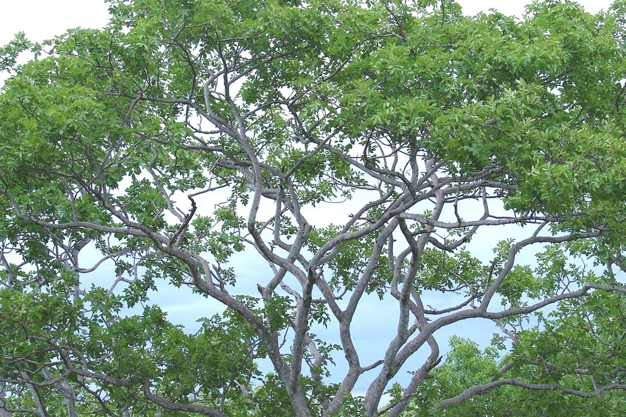 Palo SantoTree