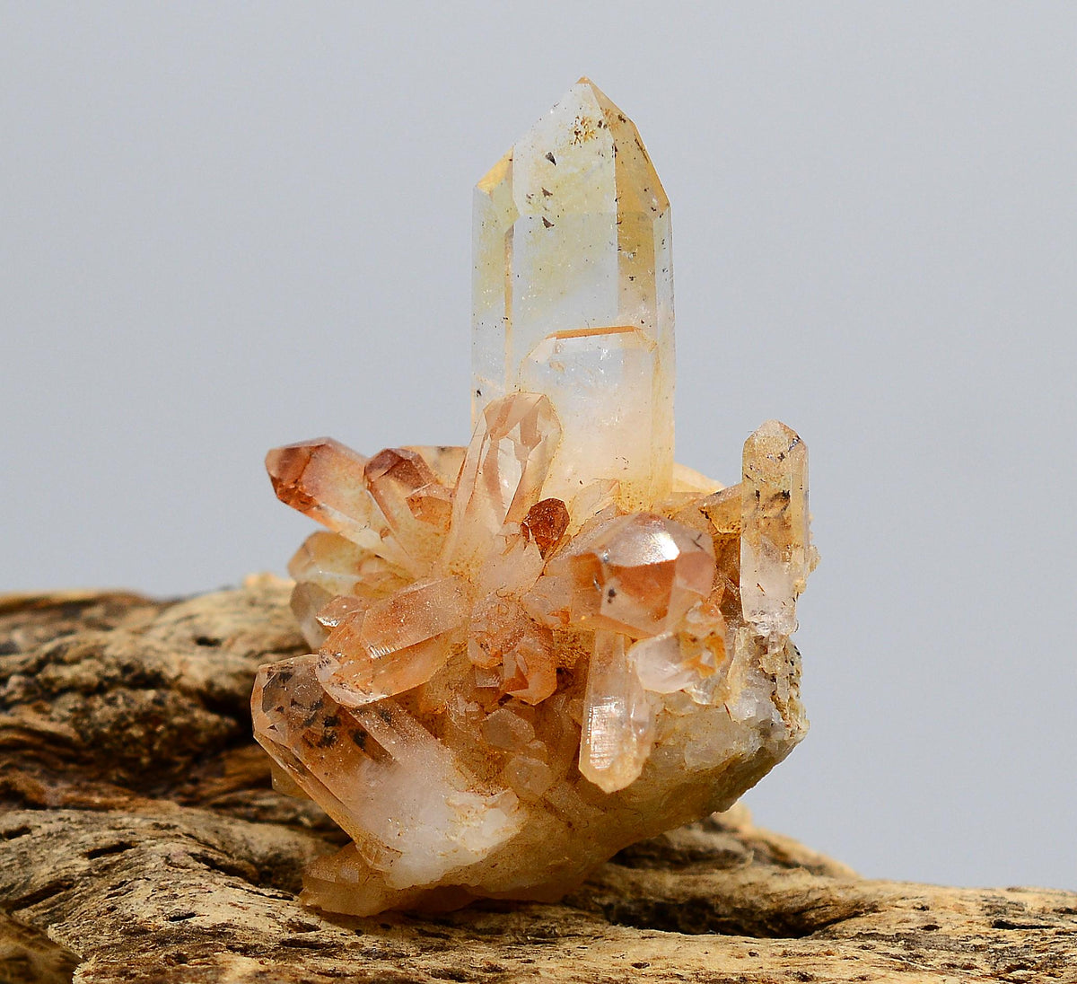 Brandberg Golden Healer Harlequin Cluster