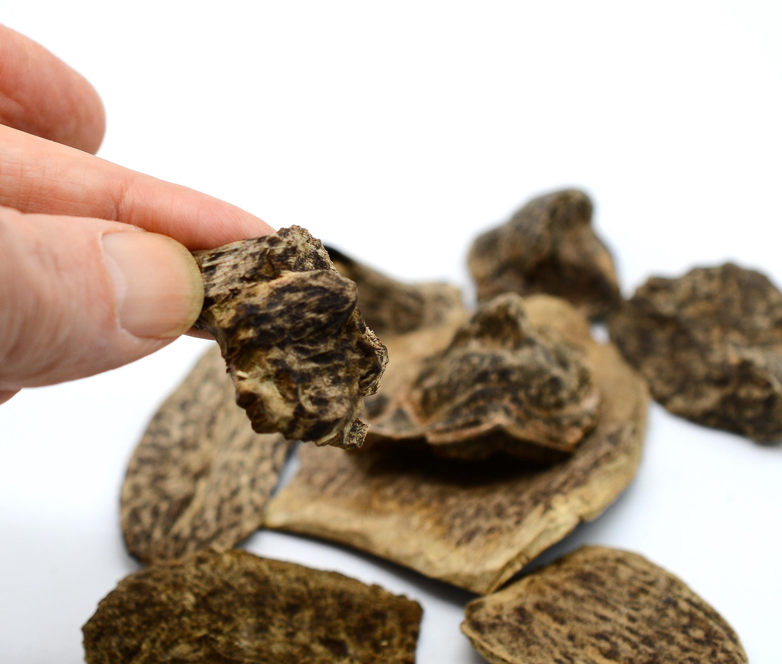 Premium Organic Vietnamese Agarwood - Large Piece – Kacha Stones