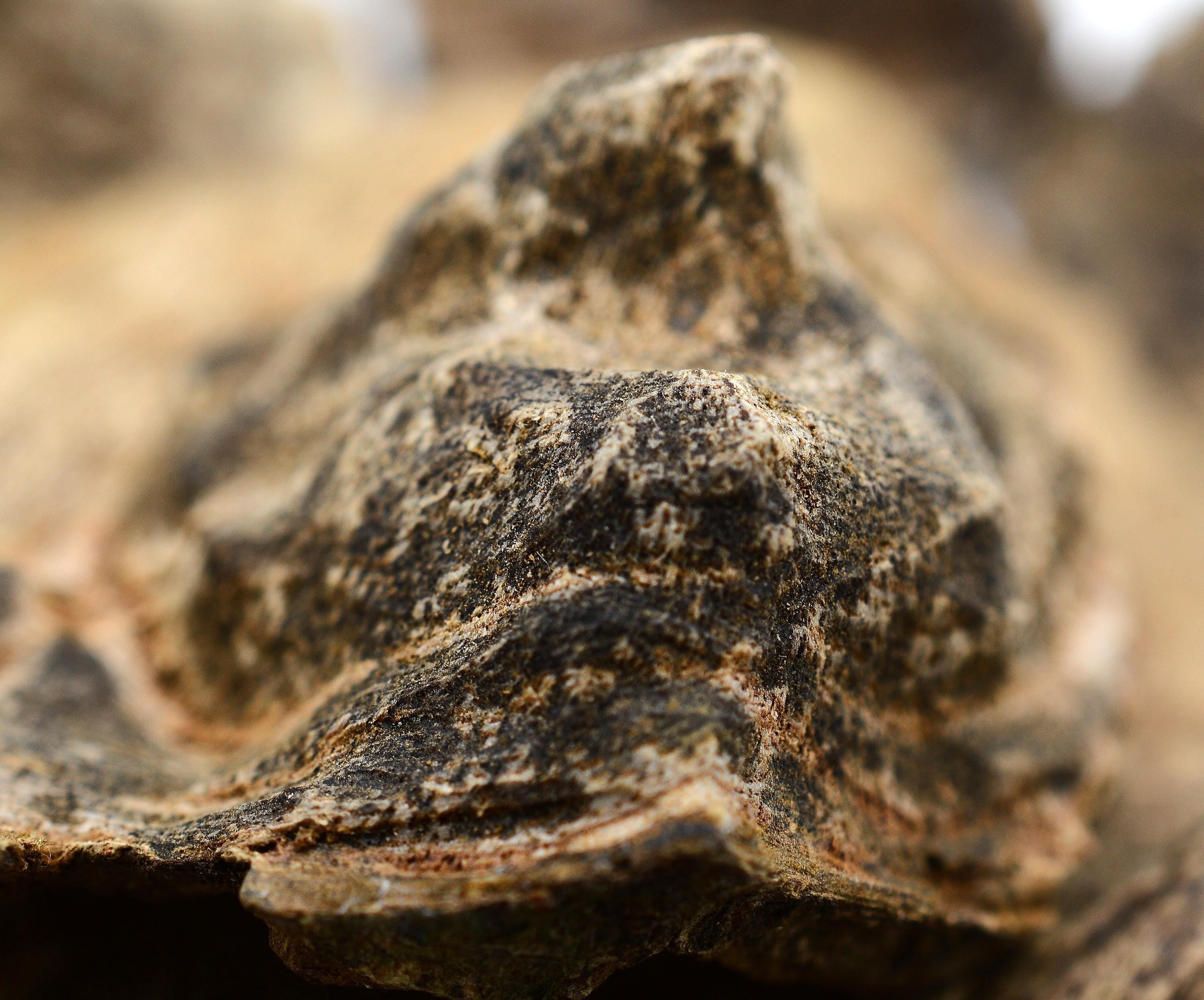 Premium Organic Vietnamese Agarwood - Large Piece – Kacha Stones