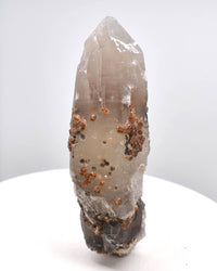 Spessartine Garnets on Self-Healed Smoky Manifestation Quartz