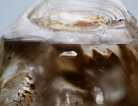 Omapeleki Brandberg Skeletal Black Phantom: Ethically Mined Quartz Crystal