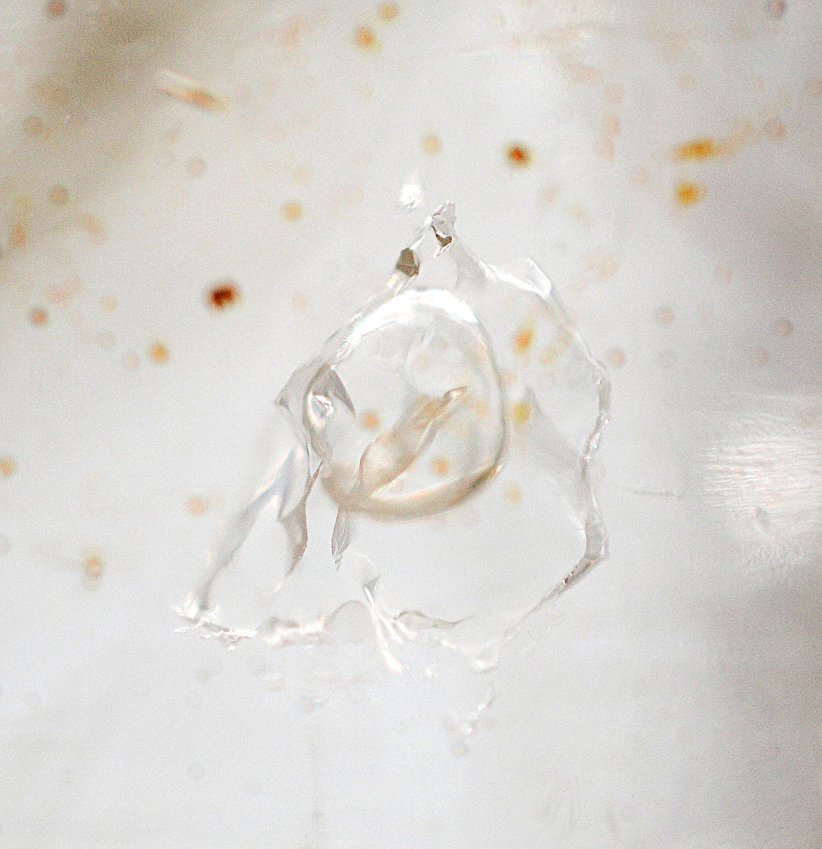 Brandberg Quartz Enhydro Crystal: Ethically Mined Natural Quartz