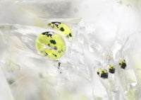 Golden Enhydro ~ Petroleum Quartz