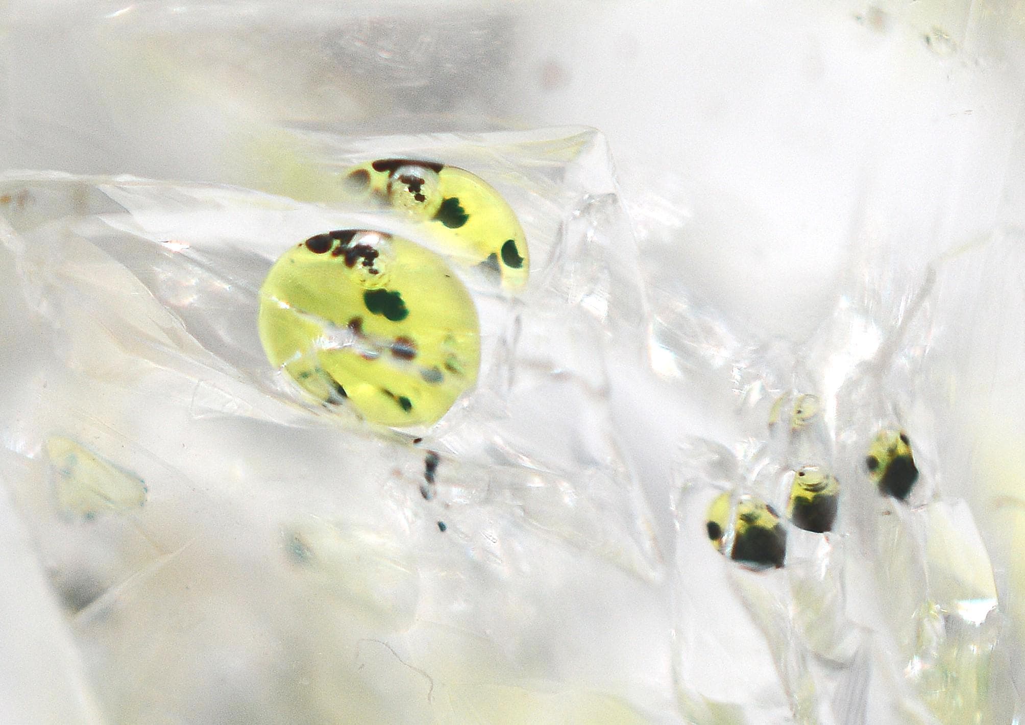 Golden Enhydro ~ Petroleum Quartz