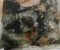 Garden Quartz: Hand-Mined Himalayan Crystal with Chlorite & Lodolite