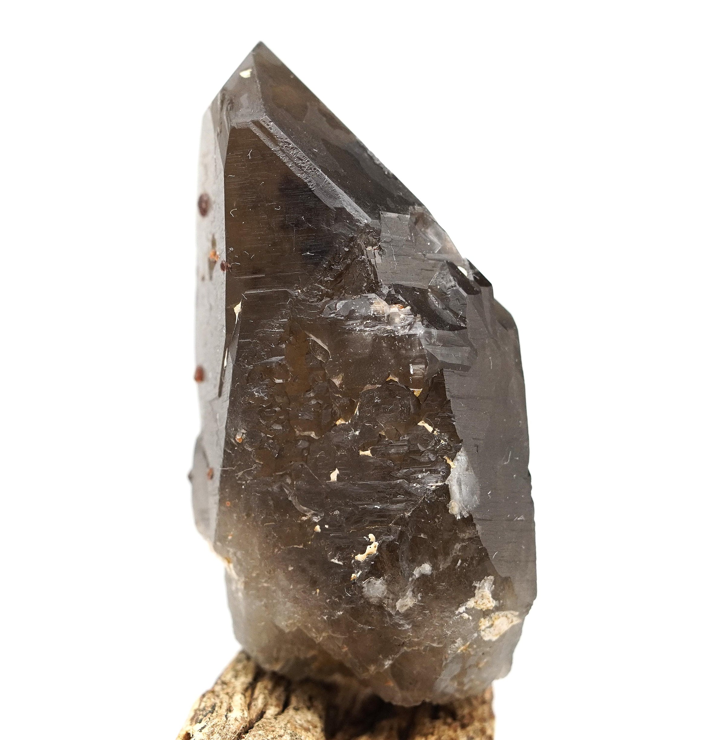Spessartine Garnets on Self-Healed Smoky Manifestation Quartz: Rare Natural Crystal