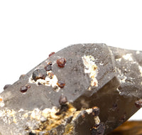 Spessartine Garnets on Self-Healed Smoky Manifestation Quartz: Rare Natural Crystal