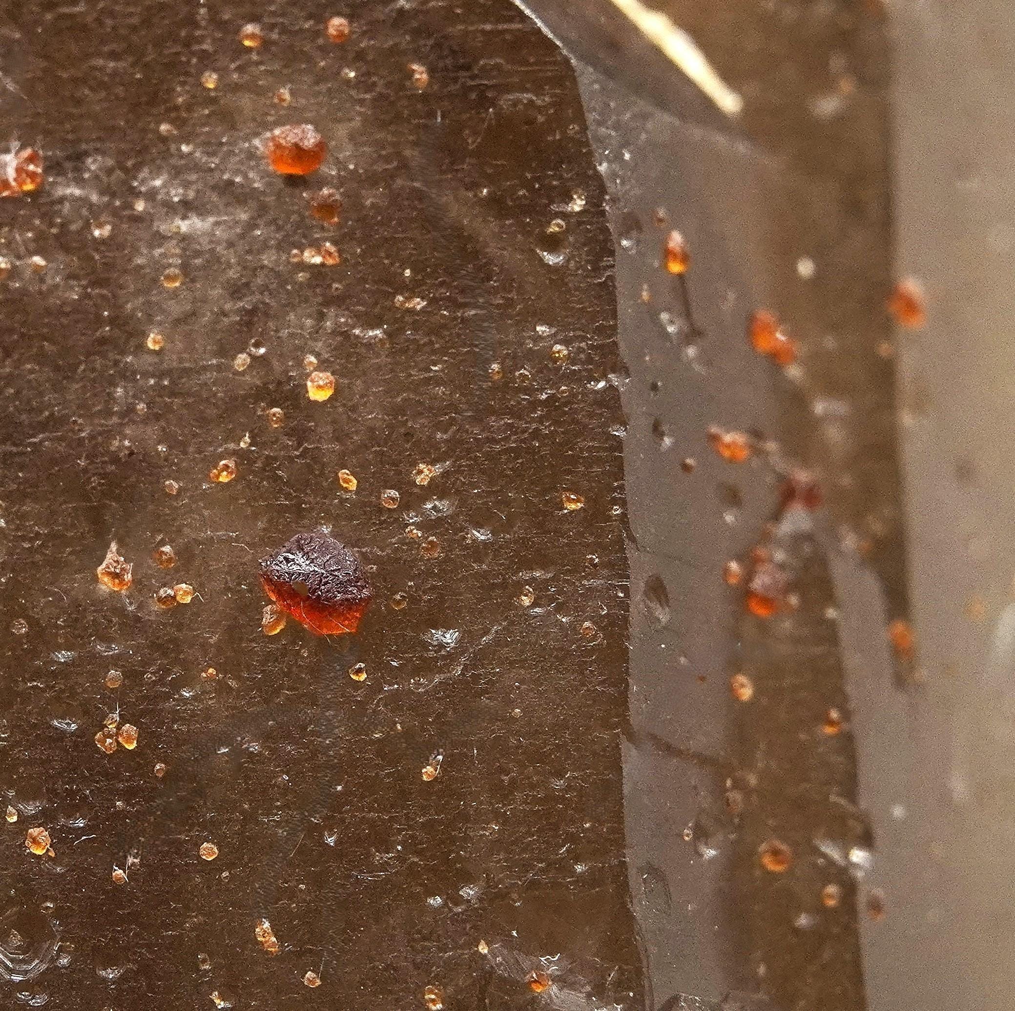 Spessartine Garnets on Self-Healed Smoky Manifestation Quartz: Rare Natural Crystal
