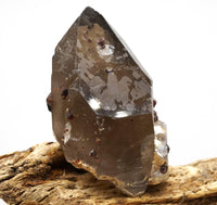 Spessartine Garnets on Self-Healed Smoky Manifestation Quartz: Rare Natural Crystal
