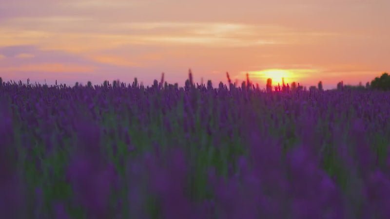 Organic French Lavender - Hand-Rolled Temple Grade Natural Incense Sticks