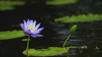 Organic Blue Lotus & Oud - Hand-Rolled Temple Grade Natural Incense Sticks